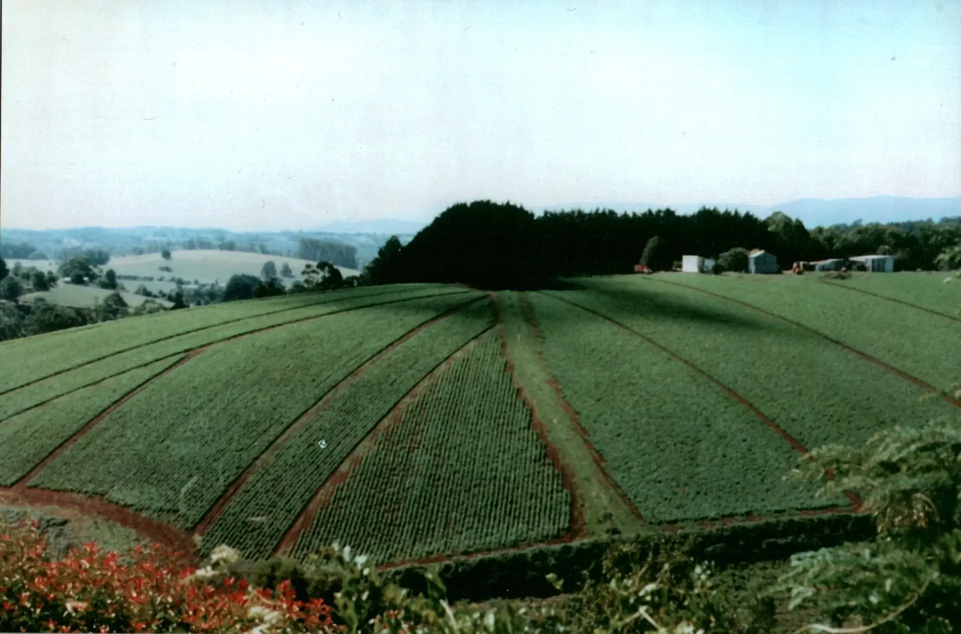 Lush green rolling hills landscape